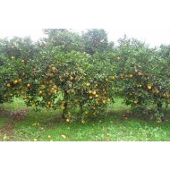 Kg Sevillian Sweet Ecologic Oranges "Navelina" sized 6-7-8