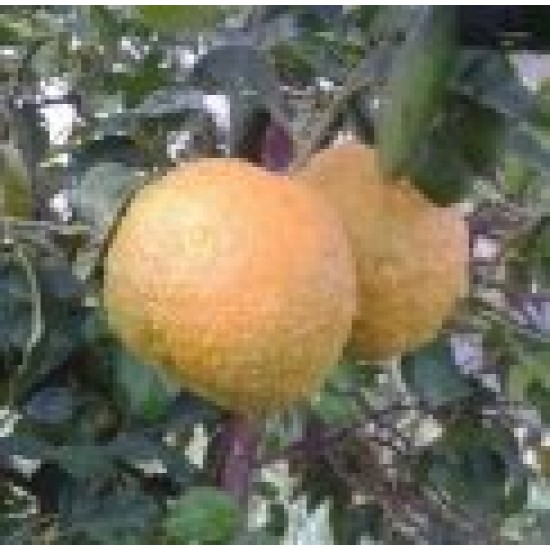 Kg sevillian bitter oranges to prepare your ecologic marmalades