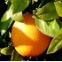 Kg Sevillian Sweet Oranges "Navelina"