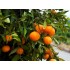 Kg Sevillian Sweet Ecologic Oranges "Navelina" sized 6-7